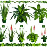 Plantas que absorben calor: 7 variedades para enfriar tu hogar