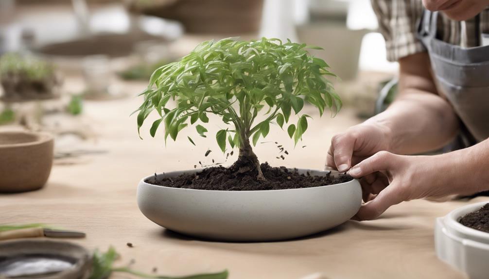 transplanting seedlings from biodegradable pots